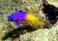 Gramma loreto - Königsgramma Gramma loreto - Königsgramma