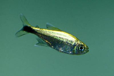 Hemigrammus rodwayi - Gold-Tetra