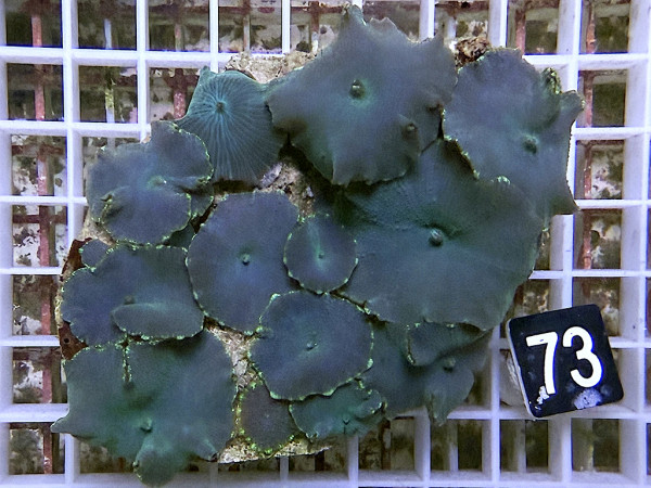Discosoma spec. - Scheibenanemonen, blau (73)