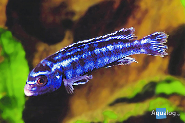 Melanochromis johanni - Kobaltorangebuntbarsch