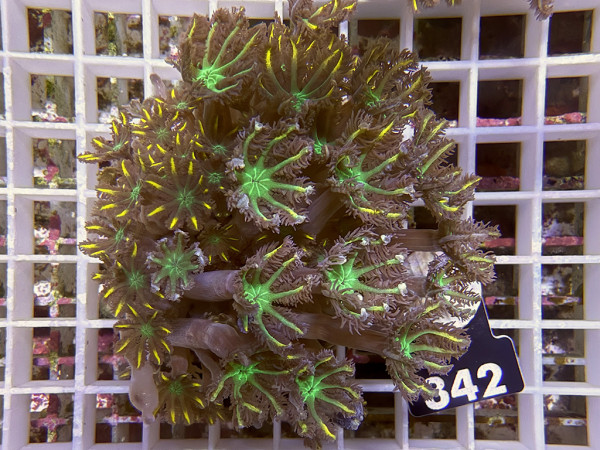 Clavularia spec. - Stolonifera, tricolor (342)