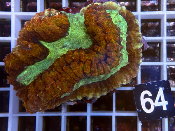 Symphyllia spec. (64)