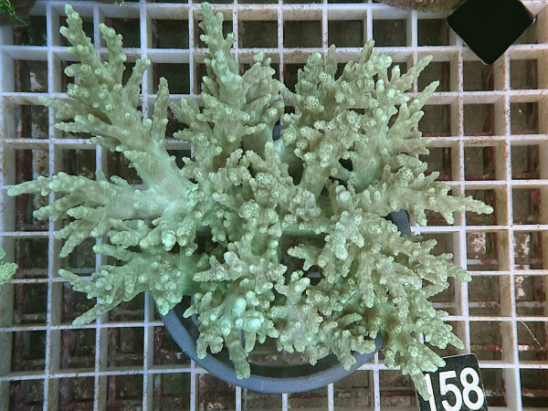 Sinularia sp. - grün (158)