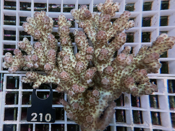 Acropora sp. ultra (210)