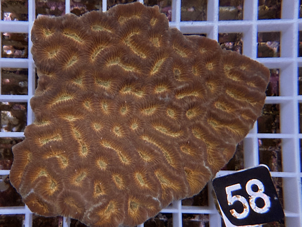 Platygyra spec. (58)