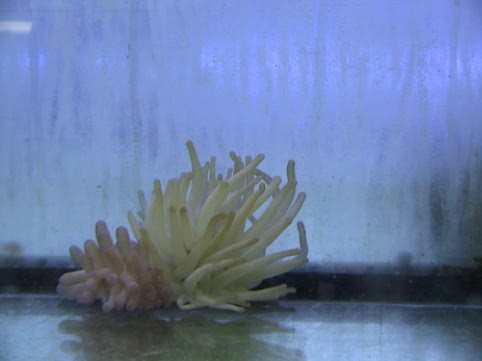 Condylactis gigantea - Florida-Anemone
