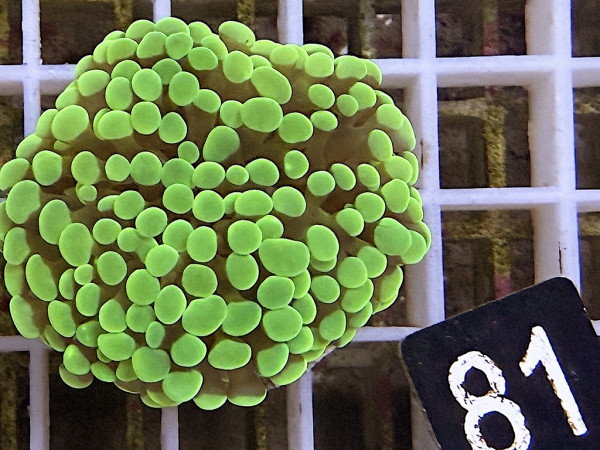 Euphyllia paraancora neon Einzelpolyp (81)