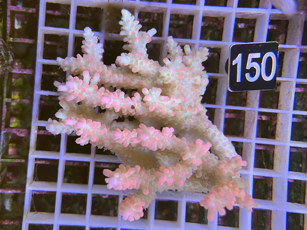 Acropora microlados - Strawberry shortcake (150)