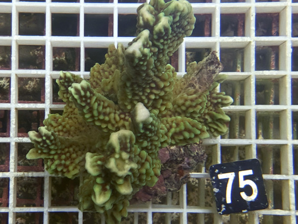 Montipora capitata (75)
