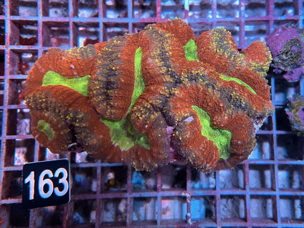 Lobophyllia spec. - Hirnkoralle ultra (163)