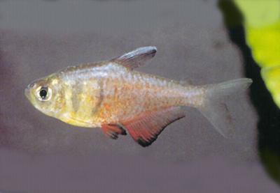 Hyphessobrycon flammeus - Roter von Rio
