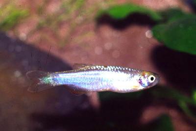 Danio albolineatus - Schillerbärbling