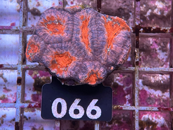 Acanthastrea spec. ultra Frag (066)