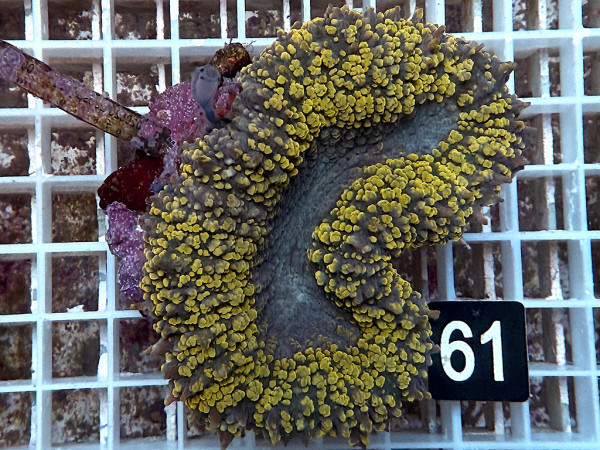 Lobophyllia spec. - Hirnkoralle ultra (61)