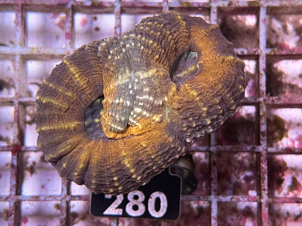 Lobophyllia spec. - Hirnkoralle ultra (280)