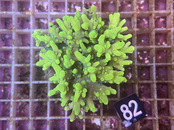 Acropora caroliniana (82)