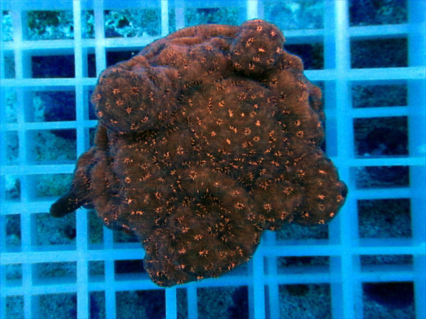 Pavona maldivensis - Pavona. orange Frag