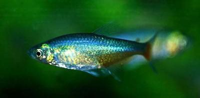 Aphyocharax rathbuni - Rubinsalmler