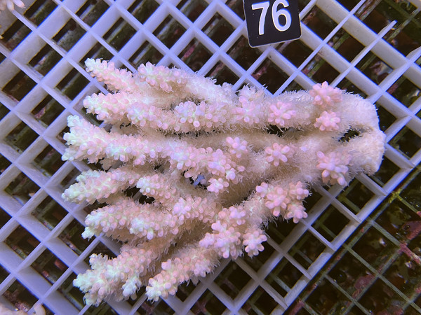 Acropora microlados - Strawberry shortcake (76)