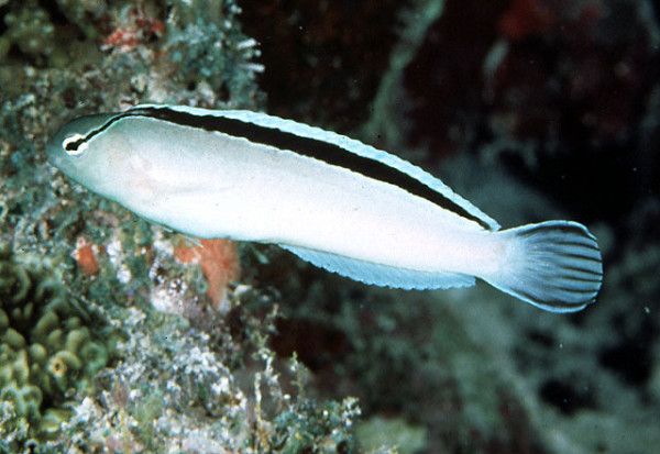 Meiacanthus smithi - silbergrauer Schleimfisch
