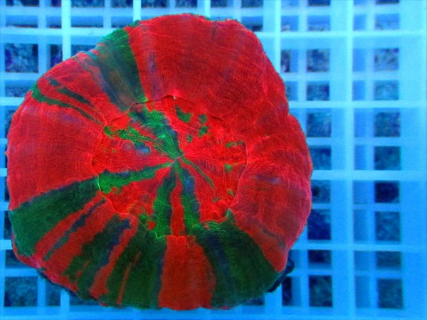 Scolymia australis multicolor