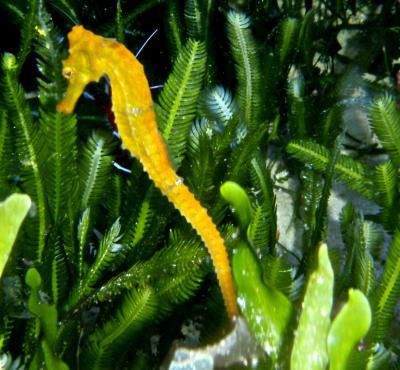 Hippocampus reidi - Langschnäuziges Seepferdchen, gelb ES278BB