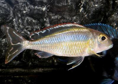 Callochromis pleurospilus - Glanzmaulbrüter, Burundi