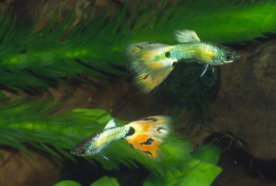 Poecilia reticulata - Moskau Blau Guppy Männchen