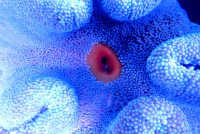 Stichodactyla haddoni - Teppichanemone blau Stichodactyla haddoni - Teppichanemone blau