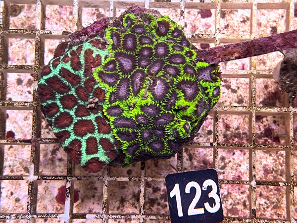 Favites spec. (123)