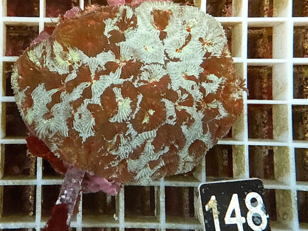 Favia spec.- ultra (148)