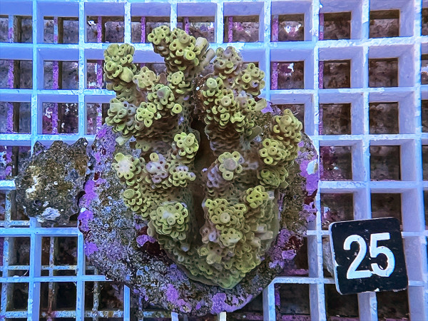 Acropora selago (25)