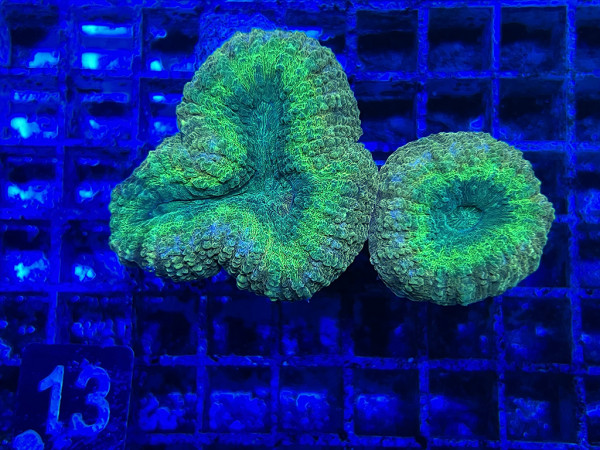 Lobophyllia spec. - Hirnkoralle ultra (13)