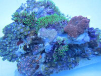 Zoanthus/Clavularia/Discosoma spec. - Nano-Riff, nice! Zoanthus/Clavularia/Discosoma spec. - Nano-Riff, nice!