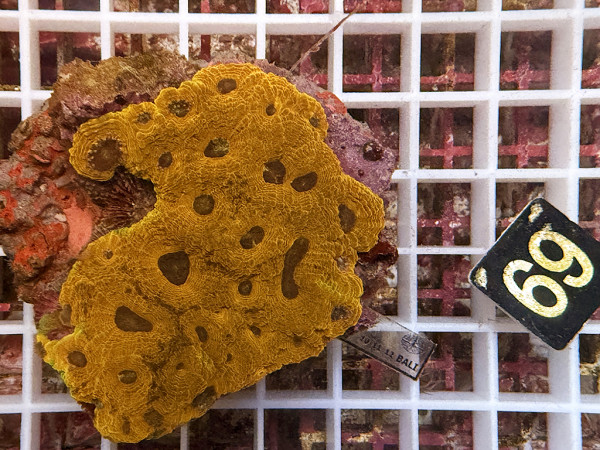 Acanthastrea echinata (69)