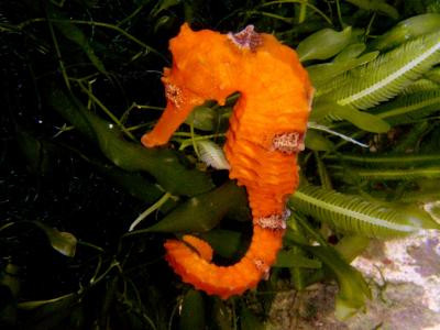 Hippocampus reidi - Karibisches Seepferdchen, gelb WF