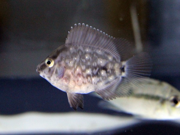 Uaru amphiacanthoides - Keilfleckbuntbarsch, 8-12 cm