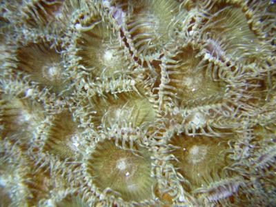 Palythoa caesia - große Krustenanemonen, braun