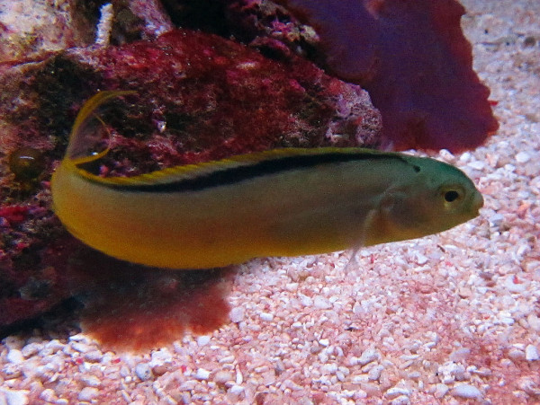 Meiacanthus tongaensis - Tonga sabre-toothed blenny