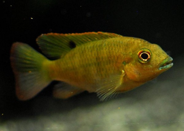 Tilapia snyderae - Regenbogencichlide