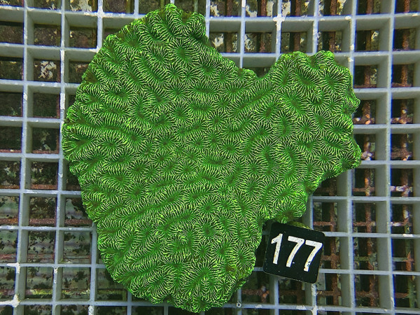 Platygyra spec. (177)