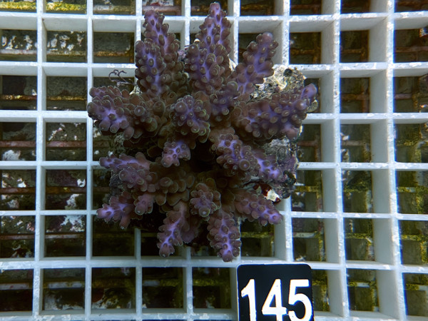 Acropora sp. (145)