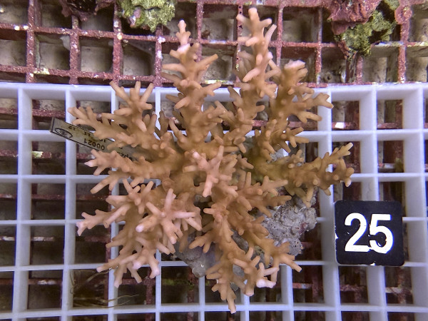 Acropora walindii (25)