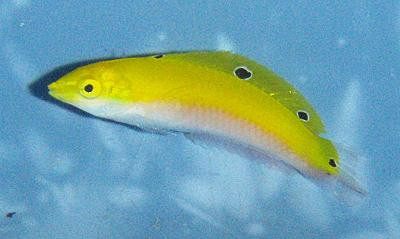 Halichoeres leucoxanthus - Kanarien-Lippfisch