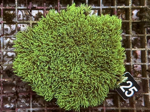 Briareum sp. - neongrüne Röhrenkoralle (125)