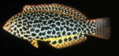 Macropharyngodon meleagris - Panther-Lippfisch