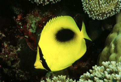 Chaetodon speculum - Einfleck-Falterfisch