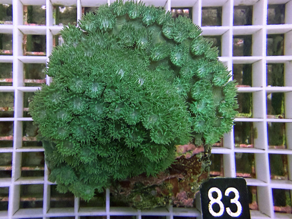 Turbinaria peltata - Becherkoralle (83)