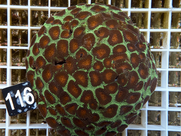 Favia spec.- ultra (116)