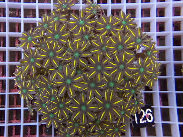 Clavularia spec. - Stolonifera, tricolor (126)